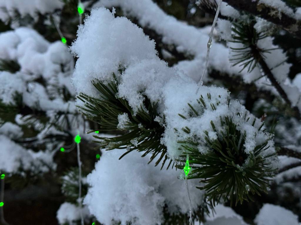 The festive first snow in Lemon Creek on Nov. 14. (Photo by Deana Barajas)
