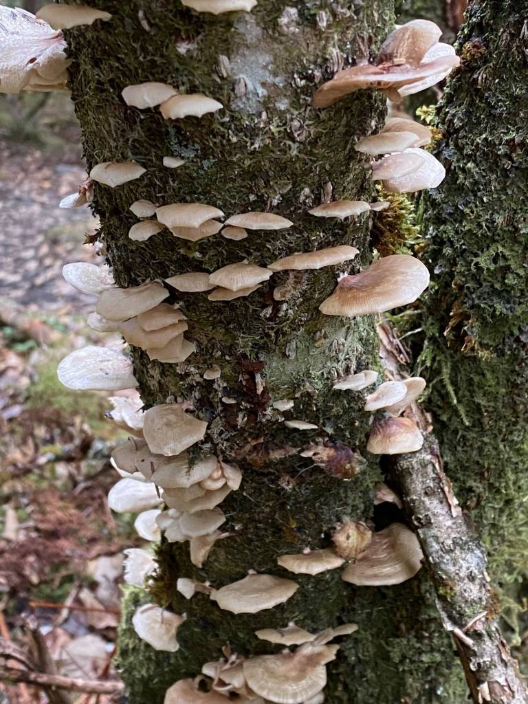Greenback oyster mushrooms thrive on a decaying tree trunk along West Glacier Trail on Oct. 18. (Photo by Denise Carroll)
