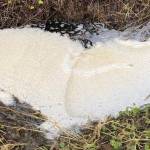 A large foamy heart in a Juneau creek formed by decaying organic matter (dead leaves and twigs) at the Twin Lakes area Nov. 27. (Photo by Denise Carroll)