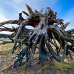 An old root system makes a perfect sculpture in the Mendenhall wetlands on Oct. 22. (Photo by Denise Carroll)