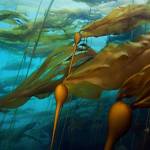 Varieties of kelp are seen underwater. A U.S. Department of Energy-funded project will investigate whether kelp and other seaweed in the waters off Alaskas Prince of Wales Island can absorb significant amounts of rare earth elements that leach out from the Bokan Mountain site. (National Marine Sanctuary photo provided by NOAA)