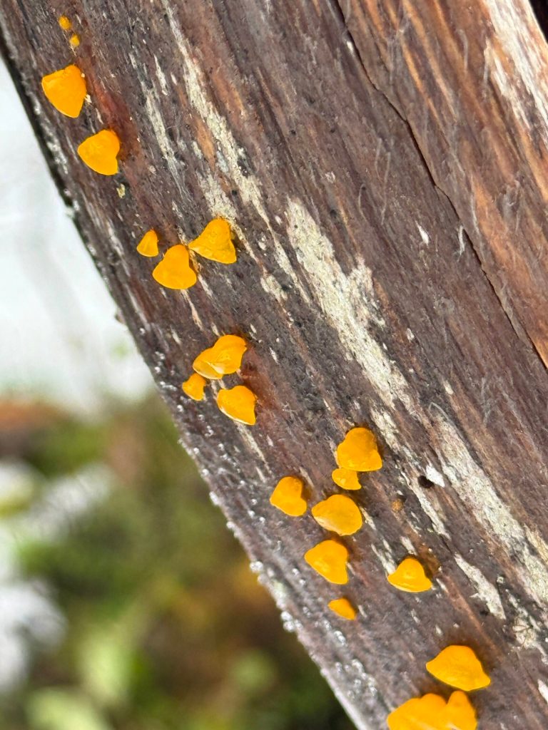 Orange jelly fungi in Gastineau Meadows on Nov. 25. (Photo by Deana Barajas)