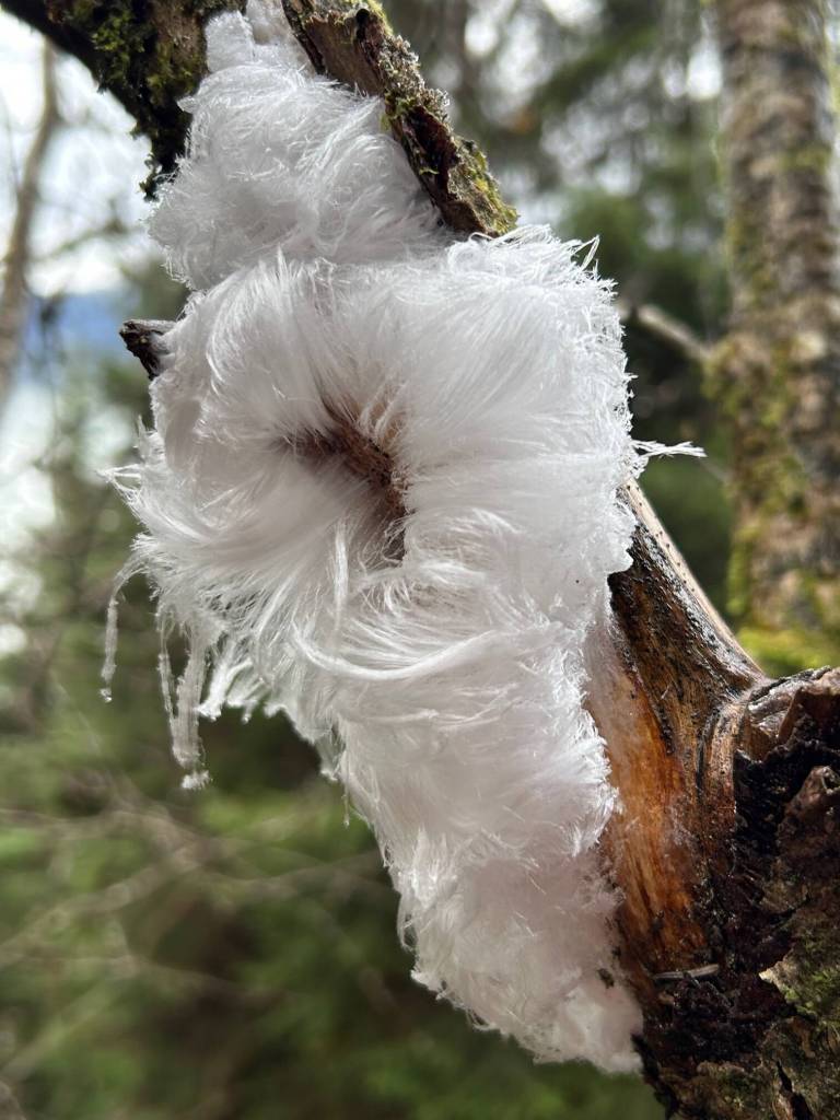 Hair ice along the East Glacier Trail on Nov 29. (Photo by Deborah Rudis)