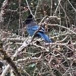 A steller’s jay warily watches a person approach along the downtown seawalk on Dec. 19. (Photo by Denise Carroll)