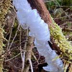 Delicate crystals resembling silky hair form on dead wood when a particular fungus is present on the East Glacier Trail on Nov. 29. (Photo by Denise Carroll)
