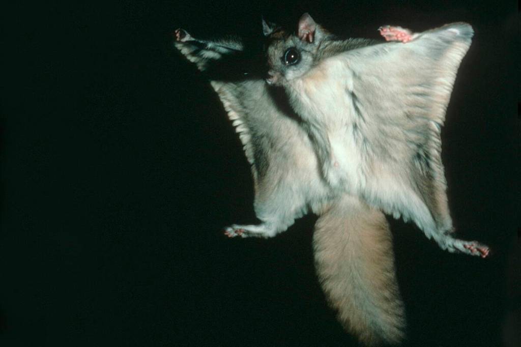 A flying squirrel launches a glide, with patagium spread wide. (Photo by Richard A. Wood)