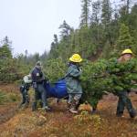Staff of the Ketchikan Misty Fjords Ranger District carry a 15-foot-long lodgepole pine near the Silvis Lake area to a vessel for transport to Juneau on Nov. 30. (Photo courtesy of the U.S. Forest Service)