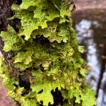 Cabbage lung lichen in the Dredge Lakes area, submitted on Dec. 6. (Photo by Deborah Rudis)