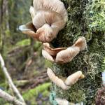 Green oyster mushrooms along the East Glacier Trail, submitted on Dec. 5. (Photo by Deborah Rudis)