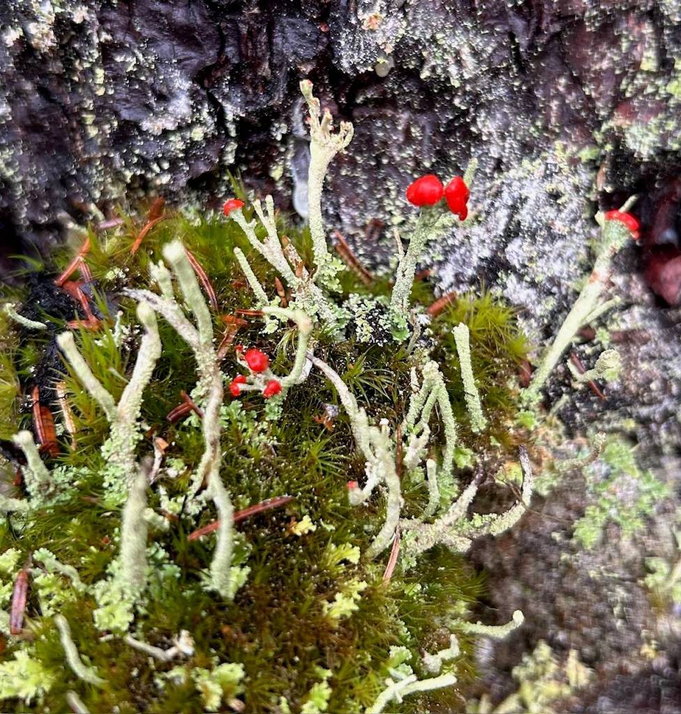 British soldier lichen on the East Glacier Trail, submitted Dec. 5. (Photo by Deborah Rudis)
