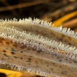 Hoarfrost along the Mendenhall Wetlands Trail on Dec. 2. (Photo by Deana Barajas)