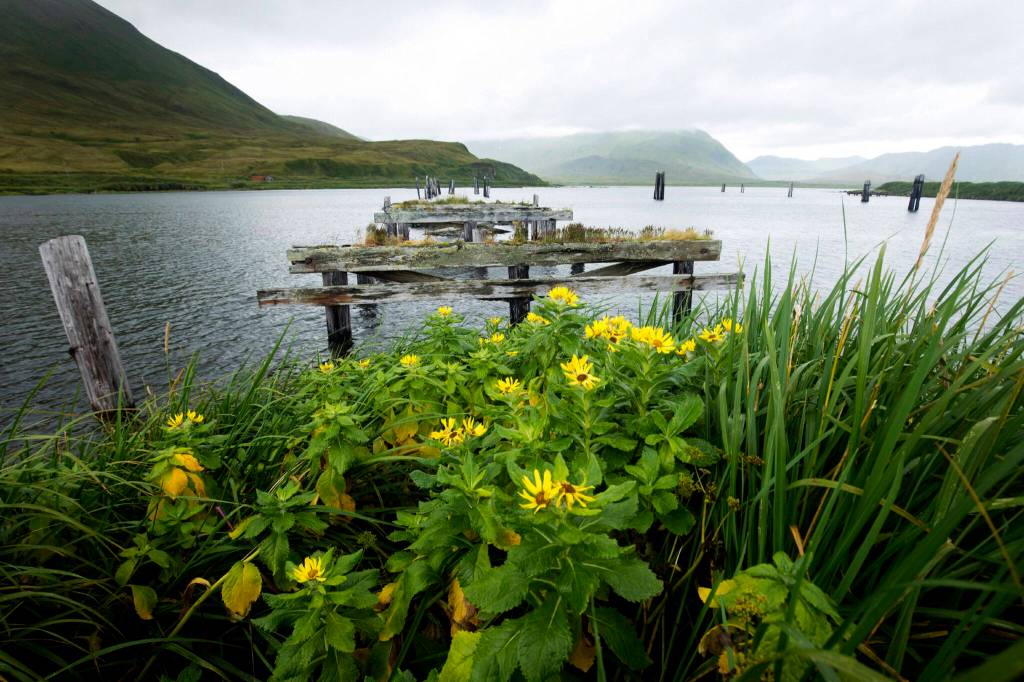 In this photo provided by the U.S. Fish and Wildlife Service, a remnant of World War II remains on Attu Island, Alaska, on Aug. 22, 2017. Gregory Golodoff, who was 3 years old when his remote Alaska island was captured by Japanese troops and who became the last survivor among its 41 residents sent to Japan as prisoners, died Nov. 17, 2023. The island of Attu in the Aleutian chain was one of just a few U.S. territories taken by enemy forces during the war, and the American effort to reclaim it amid frigid rain, dense fog and hurricane-force winds was the only battle of the war fought on North American soil. (Lisa Hupp/USFWS via AP, File)
