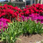 A local display of flowering rhododendrons may include some types with toxic nectar. (Photo by Denise Carroll)
