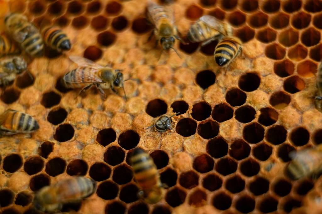 A colony of bees are visible at a hive. (AP Photo/Julio Cortez)