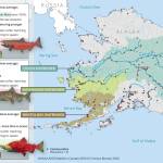 Salmon runs in the Yukon and Kuskokwim Rivers suffered crashes, which sockeye salmon runs in the Bristol Bay region boomed. (Graph provided by University of Alaska Fairbanks)