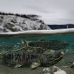 Spawning chum salmon swim in a spring feeding the Tanana River, a tributary of the Yukon River. Crashes in Western Alaska chum and Chinook salmon runs are tied to rapid warming that is having myriad effects across the Arctic, as described in the 2023 Arctic Report Card released by the National Oceanic and Atmospheric Administration. (Photo by Seth Adams/University of Alaska Fairbanks)