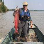 Ned Rozell holds up a king salmon caught on the Tanana River, a major tributary of the Yukon, in July 2019, when some fishing was still allowed. (Photo by Sam Bishop)