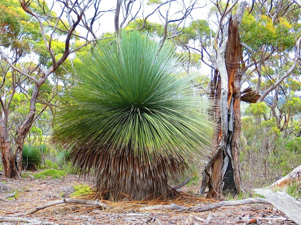 A Kangaroo Island grass tree at Cape Cassini in South Australia. (Republished under a Creative Commons Attribution-Share Alike 4.0 International license)