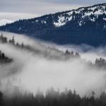 Fog drifts through the trees in the Tongass National Forest on Monday, Dec. 9, 2019. (Michael Penn / Juneau Empire file photo)