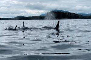 A pod of killer whales, also known as orcas, swims in waters off Southeast Alaskas Chicagof Island in July of 2023. A new federal report describes the 37 killer whale entanglements that were documented in Alaska waters from 1991 to 2022. (Photo by Meghan Chamberlain/U.S. Forest Service)