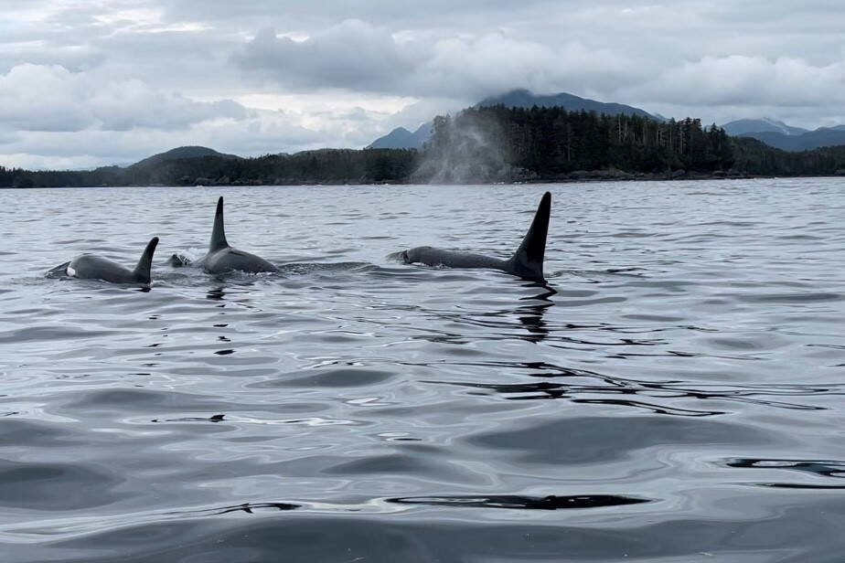 A pod of killer whales, also known as orcas, swims in waters off Southeast Alaskas Chicagof Island in July of 2023. A new federal report describes the 37 killer whale entanglements that were documented in Alaska waters from 1991 to 2022. (Photo by Meghan Chamberlain/U.S. Forest Service)