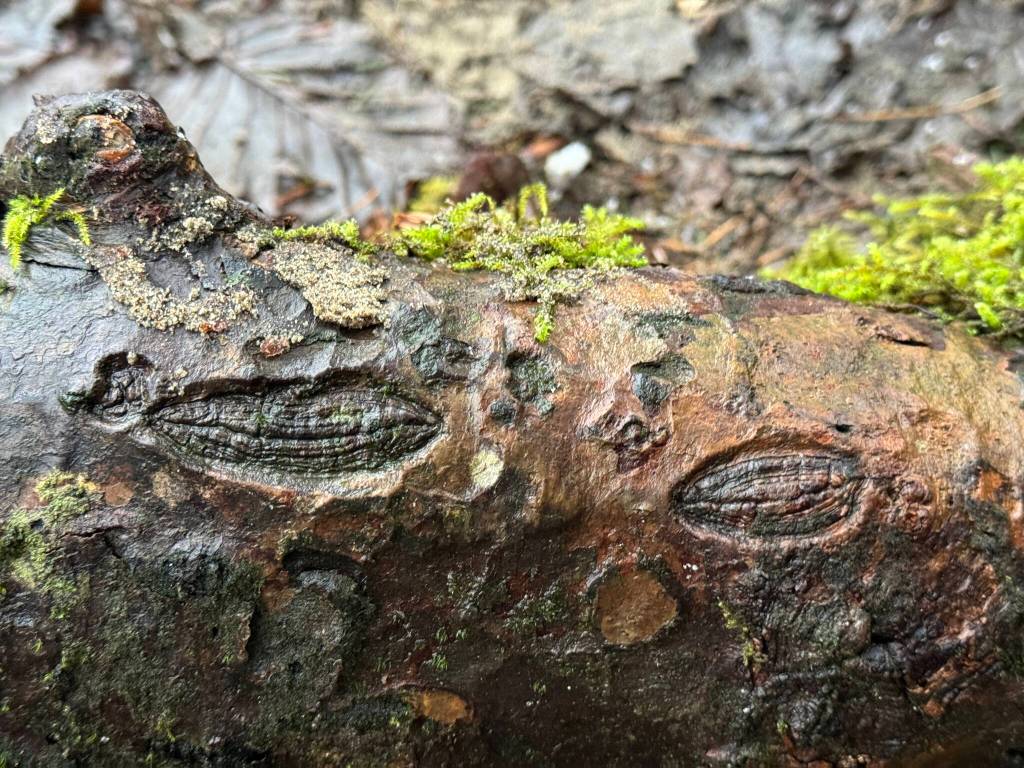 Scars on a tree look like fossils of an ancient sea critter.on the Lemon Creek Trail on Dec. 10. (Photo by Deana Barajas)