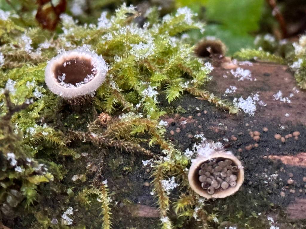 Birds nest fungi, with seeds in one, on the Lemon Creek Trail on Dec. 10. (Photo by Deana Barajas)