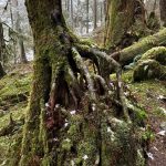 Greenery still abounds during winter on the Lemon Creek Trail on Dec. 10. (Photo by Deana Barajas)