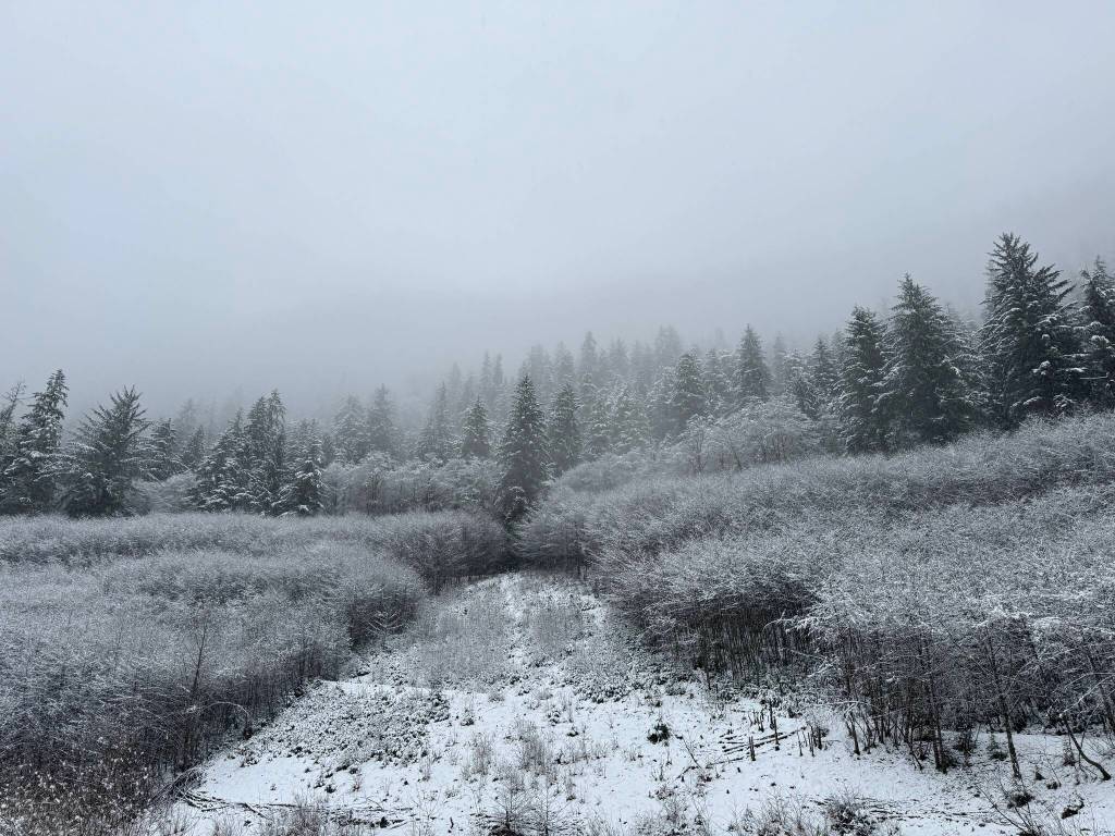 The peace sign on the Lemon Creek Trail is getting overgrown, but light snow helps it stand out on Dec. 10. (Photo by Deana Barajas)