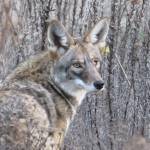 A coyote pauses on its way through the Presidio of San Francisco, a two-square mile former military base that is now managed by workers for the National Park Service. (Photo by Heather Liston)