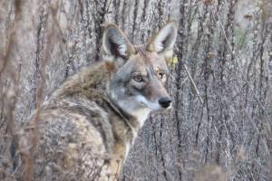 A coyote pauses on its way through the Presidio of San Francisco, a two-square mile former military base that is now managed by workers for the National Park Service. (Photo by Heather Liston)