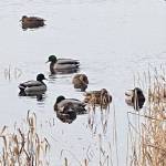 Male and female mallards warily swim away from a passerby at Twin Lakes on Dec. 18. (Photo by Denise Carroll)