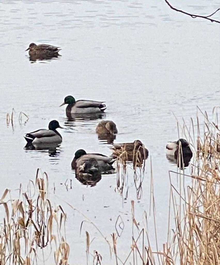 Male and female mallards warily swim away from a passerby at Twin Lakes on Dec. 18. (Photo by Denise Carroll)