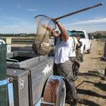 U.S. Fish and Wildlife Service officials work at the Ouray National Fish Hatchery in Utah. (Photo provided by U.S. Fish and Wildlife Service)