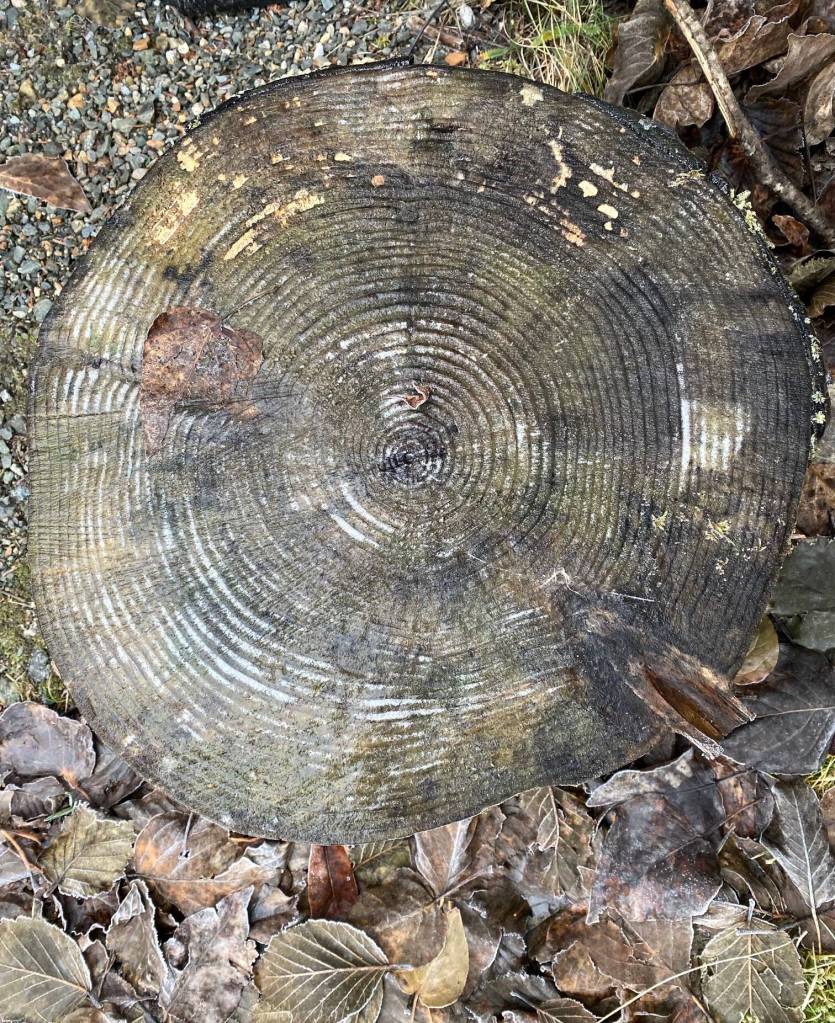 Concentric circles on a decaying log seen on the East Glacier Trail on Nov. 29.