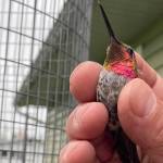 This adult male Annas hummingbird was captured, banded and released in Soldotna in June 2023. (Photo by T. Eskelin, USFWS)
