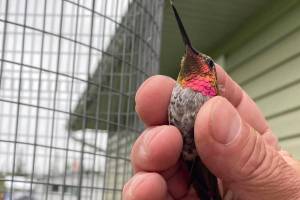 This adult male Annas hummingbird was captured, banded and released in Soldotna in June 2023. (Photo by T. Eskelin, USFWS)