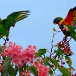 Rainbow lorikeets in Brisbane, Australia. (Photo by Tatiana Gerus, republished under a Creative Commons license)