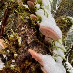 Winter oyster mushrooms survive the cold and snow along the Boy Scout Beach Trail on New Years Day. (Photo by Denise Carroll)