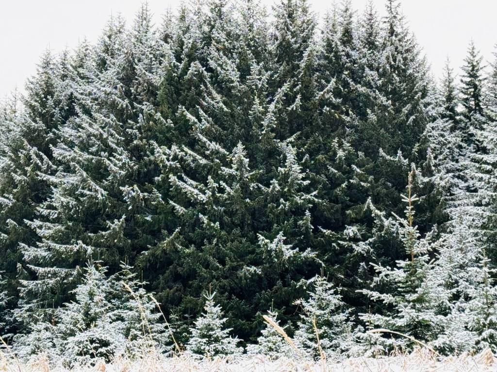 The woods are lovely, dark and deep along the Boy Scout Beach Trail on New Years Day. (Photo by Denise Carroll)