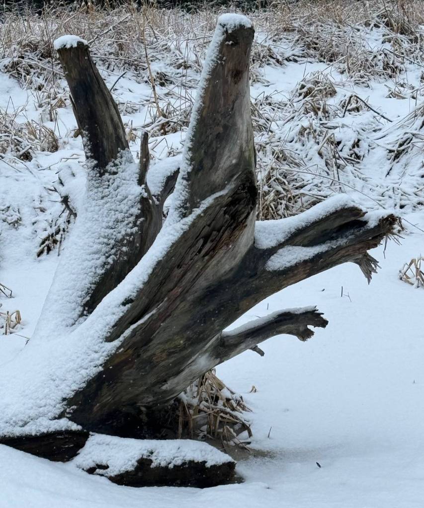 The snowy beach monster lunges forward on the Boy Scout Beach Trail on New Years Day. (Photo by Denise Carroll)