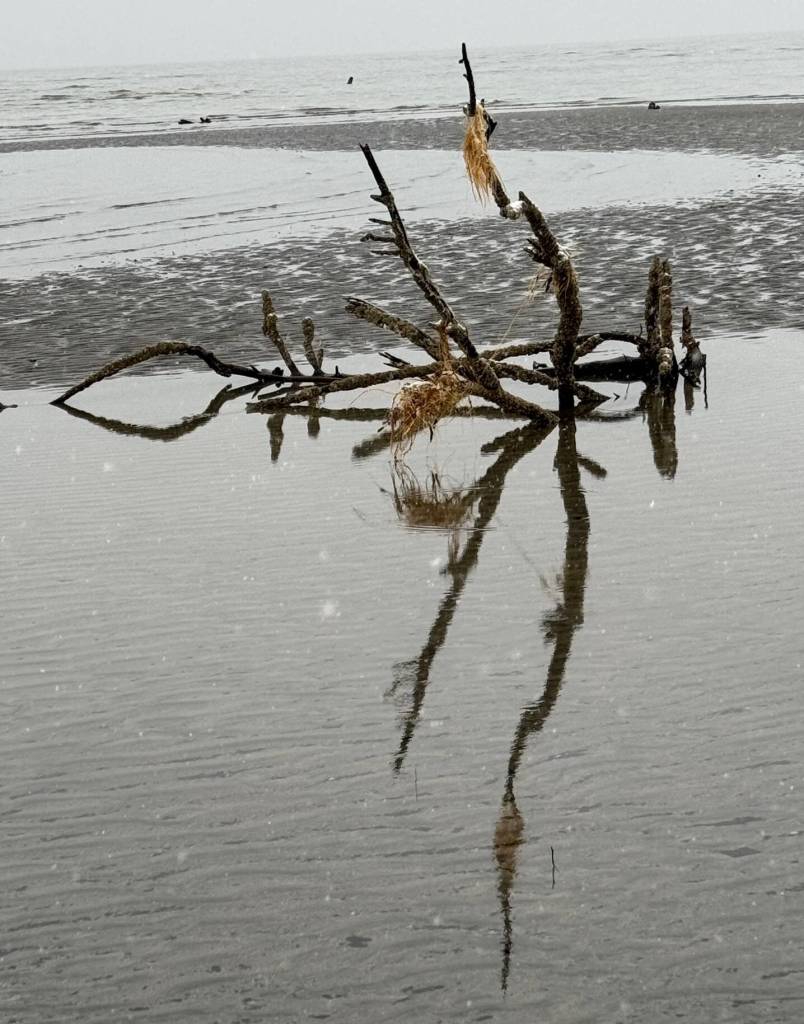 Low tide reflections at the Boy Scout Beach Trail on New Years Day. (Photo by Denise Carroll)