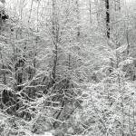 New snow gives a lacy look to twiggy brush in the Boy Scout Camp parking lot on New Years Day. (Photo by Denise Carroll)