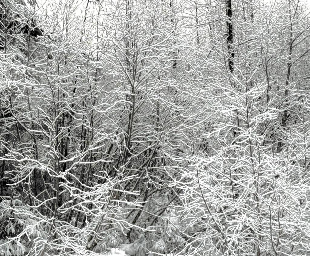 New snow gives a lacy look to twiggy brush in the Boy Scout Camp parking lot on New Years Day. (Photo by Denise Carroll)