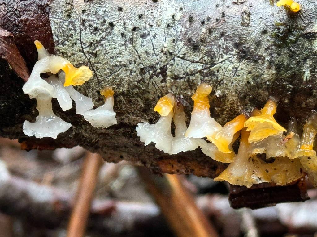 Life finds a way under shelter along the Outer Point Trail on Jan. 2. (Photo by Deana Barajas)