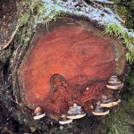Mushrooms hug the edge of a stump along the Outer Point Trail on Jan. 2. (Photo by Deana Barajas)