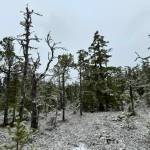 A strand of trees that need no thinning for the New Year the Outer Point Trail on Jan. 2. (Photo by Deana Barajas)