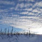 Trees living at their environmental limits in Alaska often preserve past climate clues in their tree rings. (Photo by Ned Rozell)