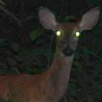 A deers eyes reflect headlights from an approaching vehicle. (Harold Neal / CC BY-SA 2.0)