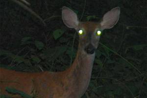 A deers eyes reflect headlights from an approaching vehicle. (Harold Neal / CC BY-SA 2.0)